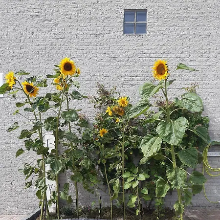 Sunny Apartment *